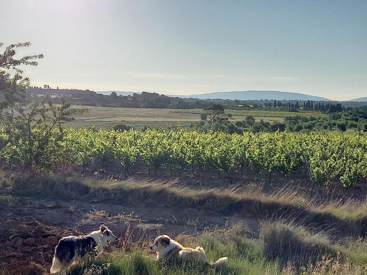 Domaine Saint Augustin * Rieux-Minervois