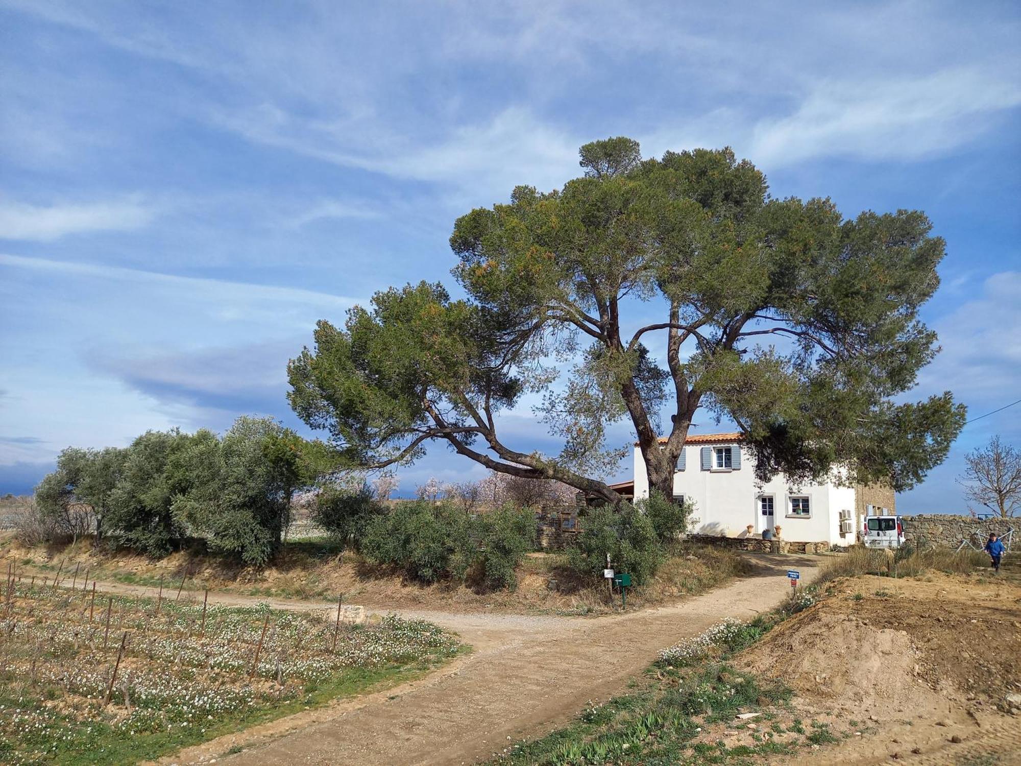 Domaine Saint Augustin Rieux-Minervois